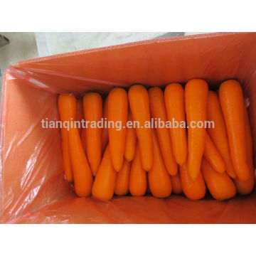 Proveedor chino de zanahoria